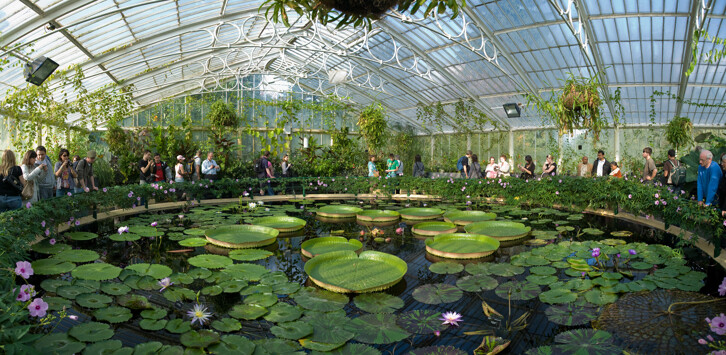 A view of the Waterlily House at Kew