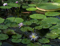 A view of the Waterlily House at Kew